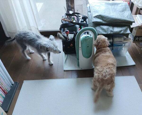 アグリ保護犬活動写真