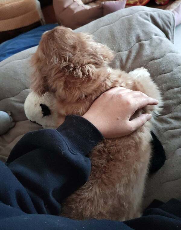 アグリ保護犬活動写真