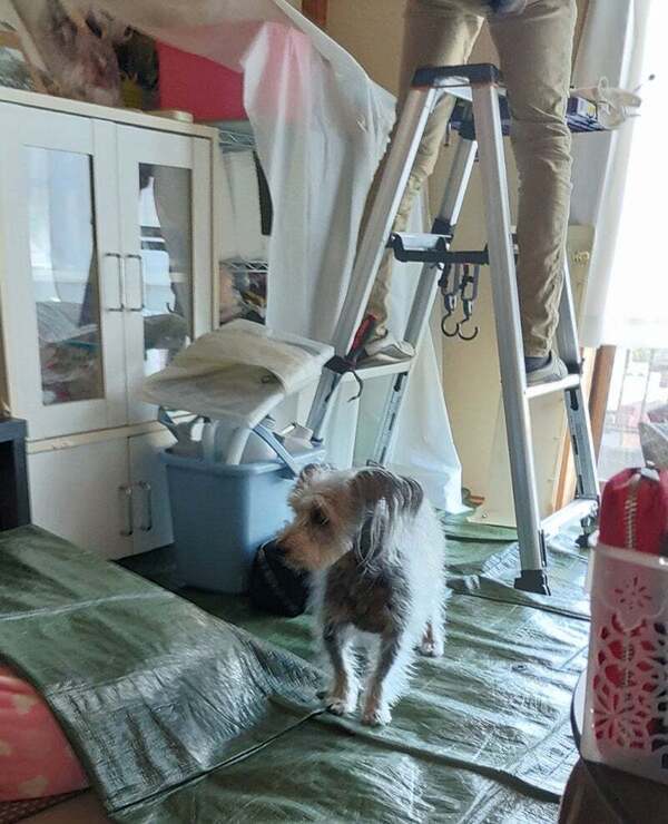 アグリ保護犬活動写真