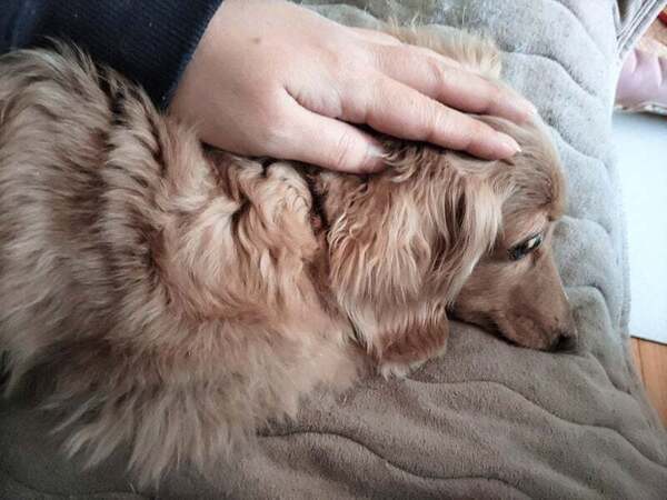 アグリ保護犬活動写真