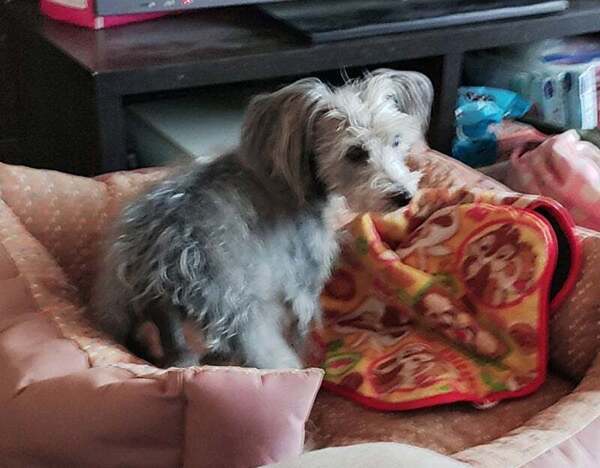 アグリ保護犬活動写真