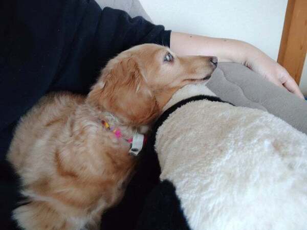 アグリ保護犬活動写真