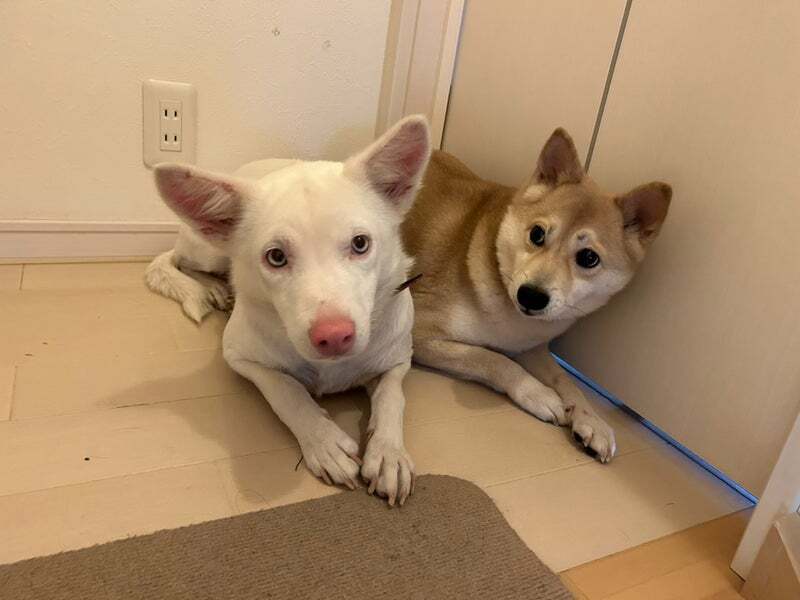 アグリ保護犬活動写真