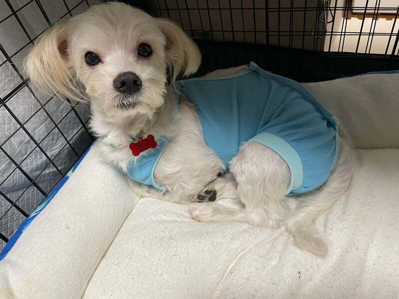 アグリ保護犬活動写真