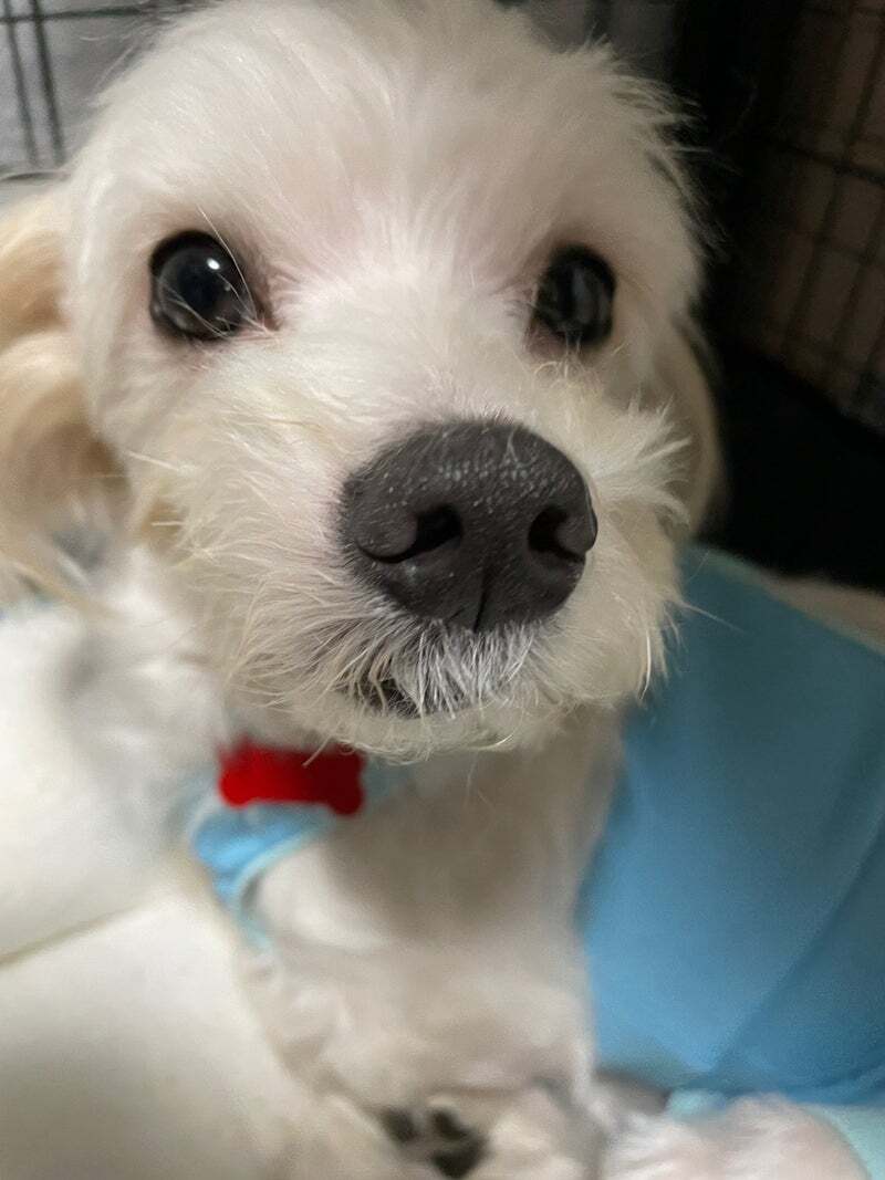 アグリ保護犬活動写真