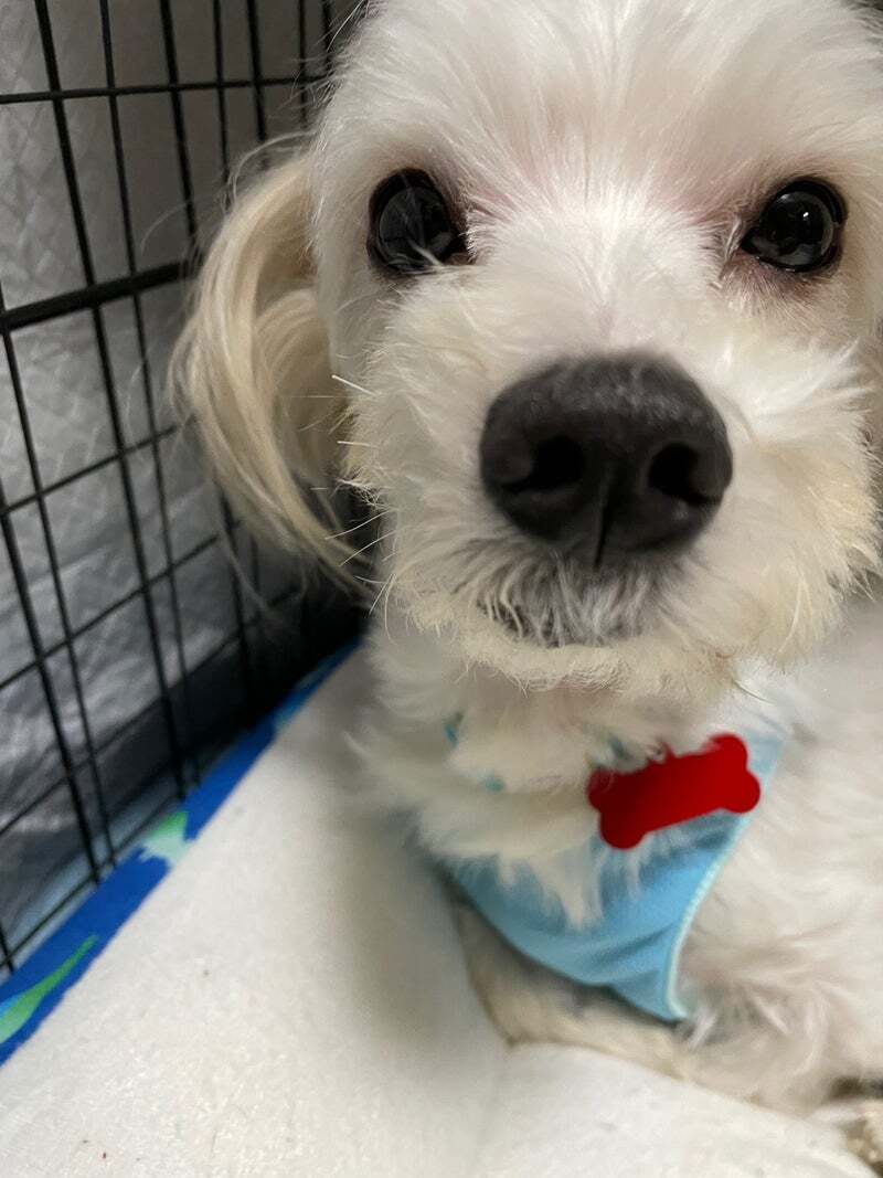 アグリ保護犬活動写真