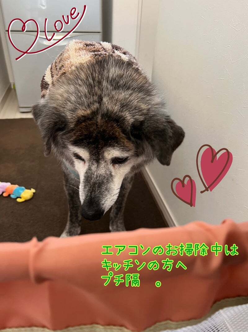 アグリ保護犬活動写真