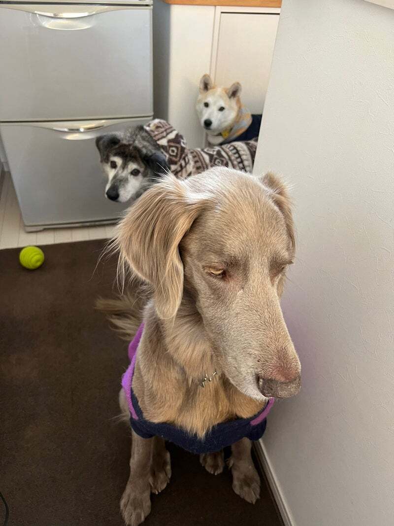 アグリ保護犬活動写真