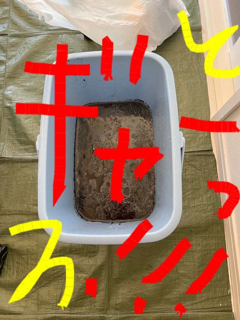 アグリ保護犬活動写真