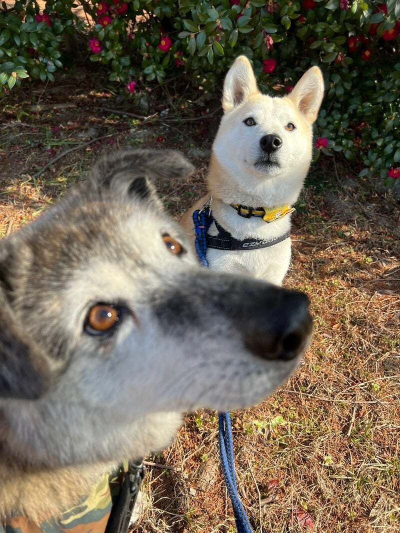 アグリ保護犬活動写真