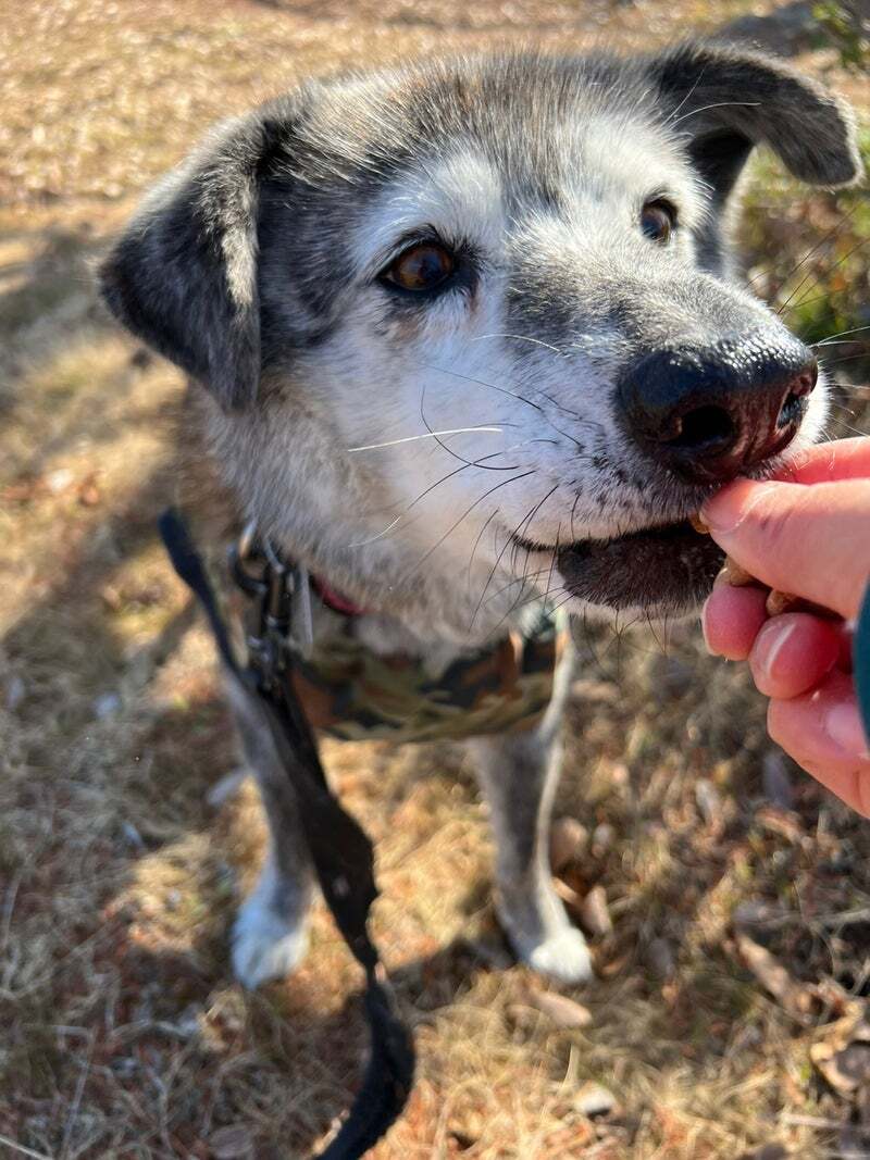 アグリ保護犬活動写真