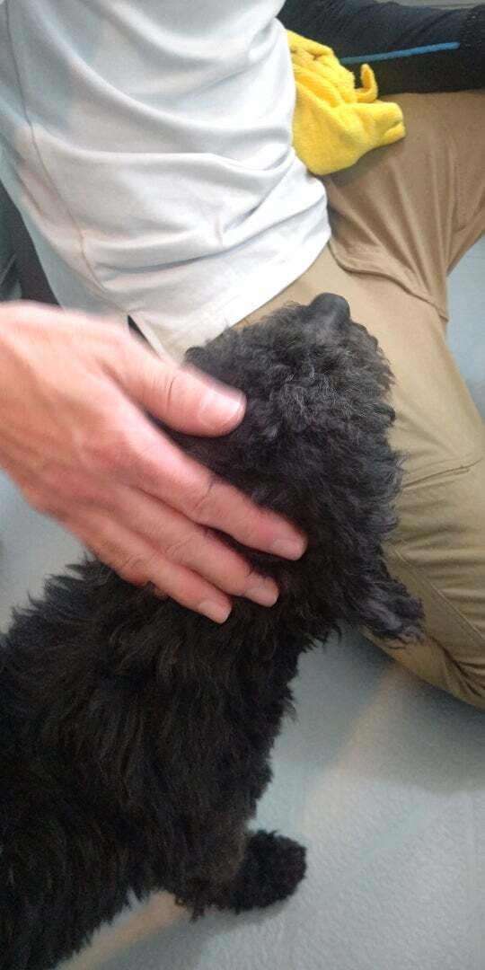 アグリ保護犬活動写真