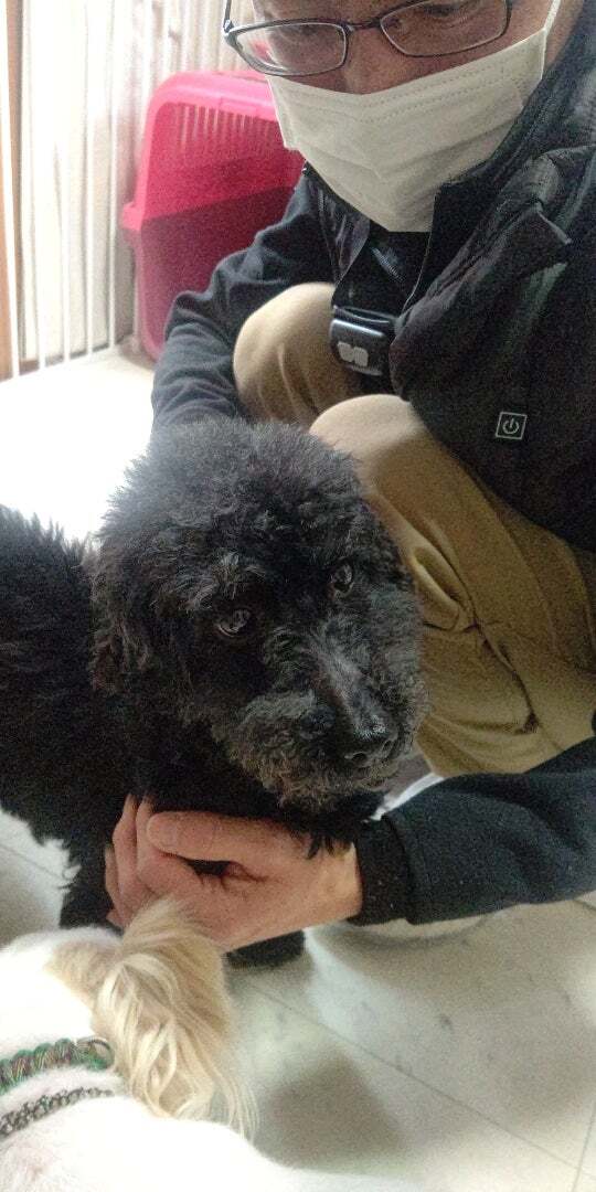 アグリ保護犬活動写真