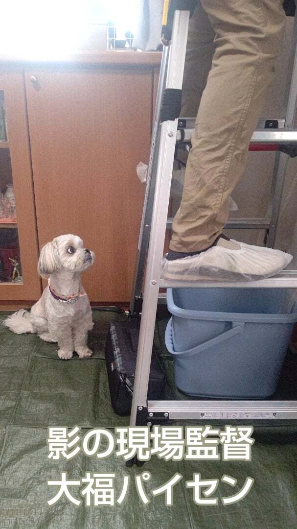 アグリ保護犬活動写真