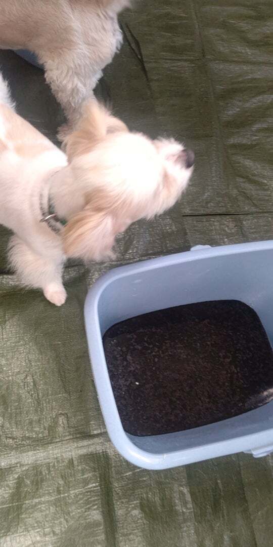 アグリ保護犬活動写真