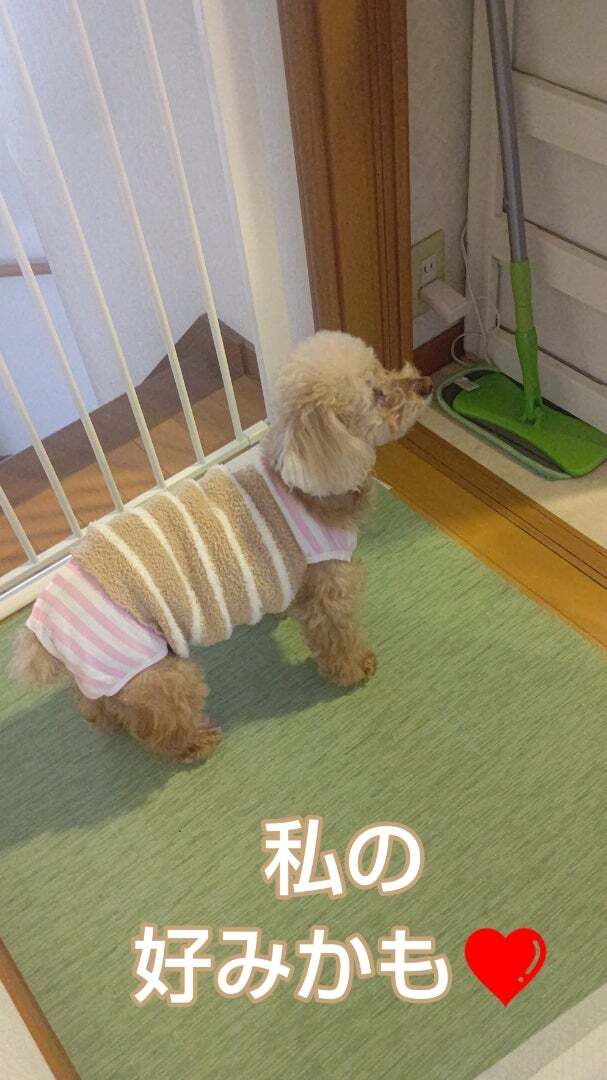 アグリ保護犬活動写真