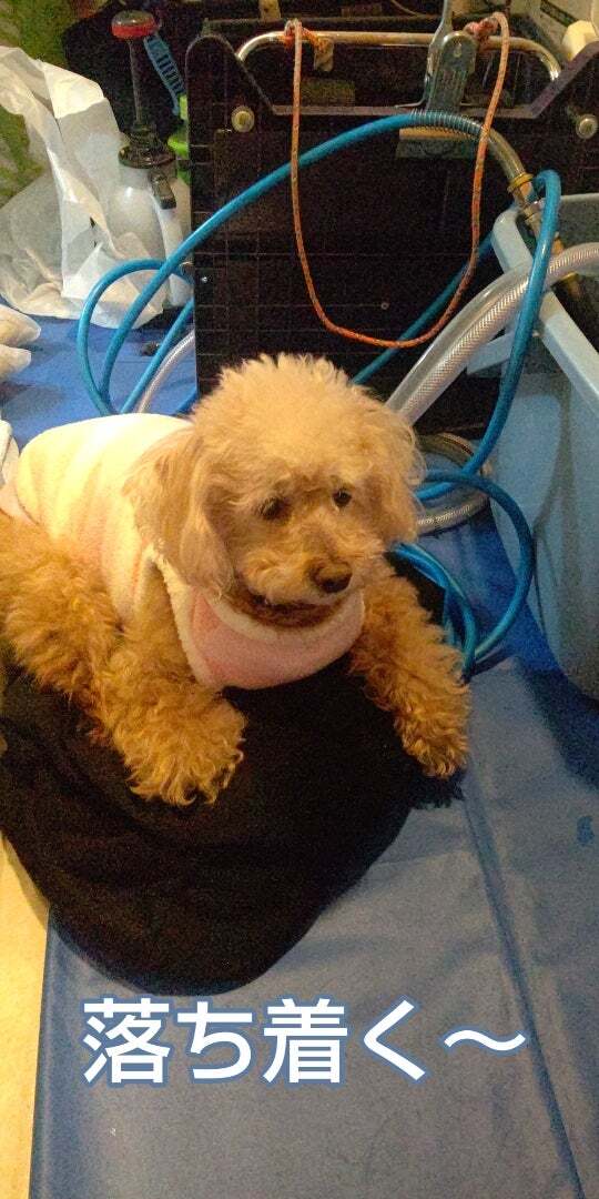 アグリ保護犬活動写真